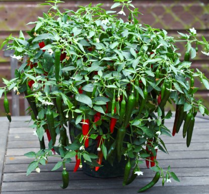 Growing Pepper - Chillies in Pots.