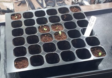 Seedling Tray (After germination of seeds, these should be transplanted to pots -containers -beds).