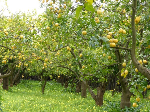 Lemon Orchard.