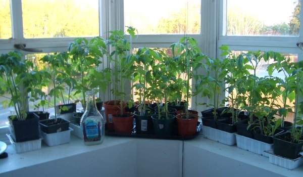 Indoor Tomato Plants Growing.
