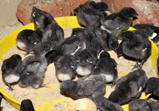 Kadakanath Chicks.