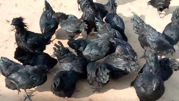 Kadaknath Chicken Farming.