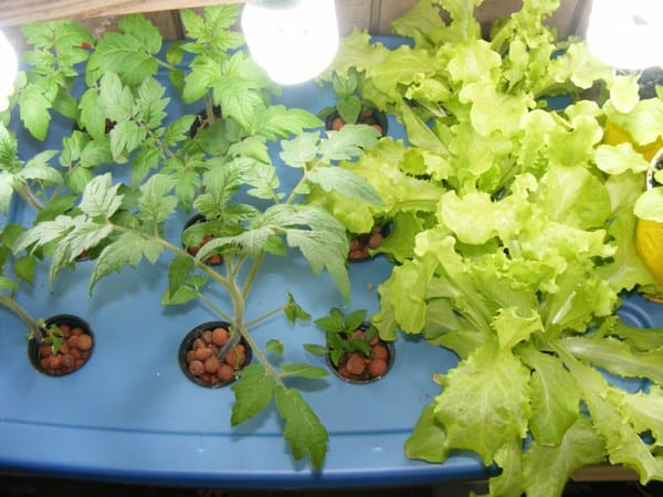 Growing Tomatoes and Lettuce in Aeroponic System ( Source Wikimedia Commons).