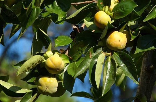 Immature Fruits of Persimmons.