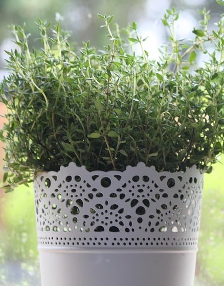 Thyme Growing in a container.