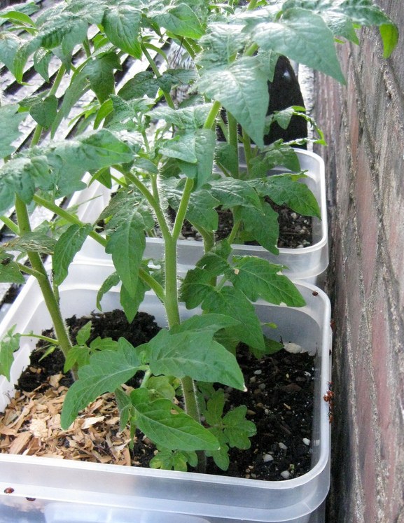 Container Organic Vegetable Gardening.