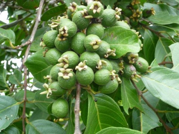 High Density Guava Plantation and Cultivation | Agri Farming