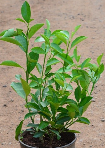 Mosambi Plant.