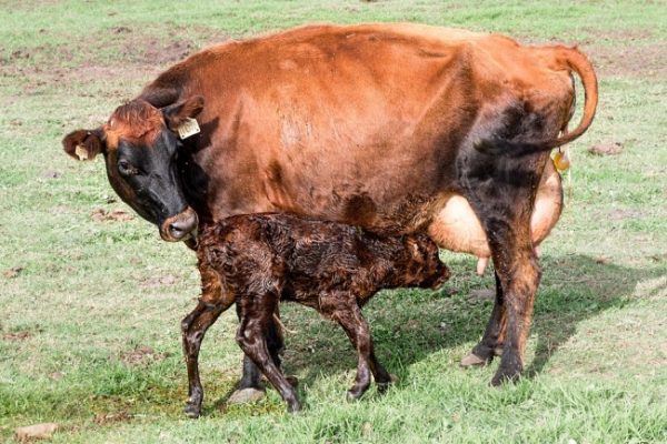Newborn Cow Kid.