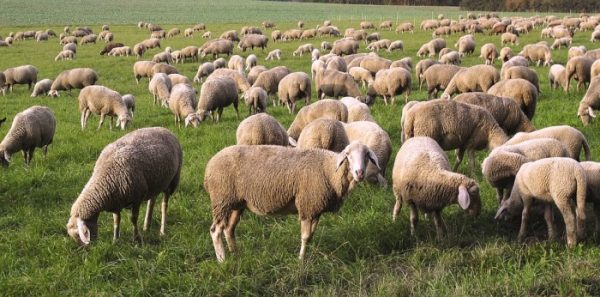 Advantages of Sheep Farming.