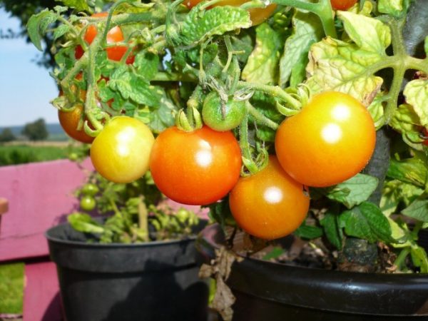 Growing Tomatoes in Containers on Terrace.