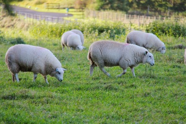 Sheep Farming Tips.