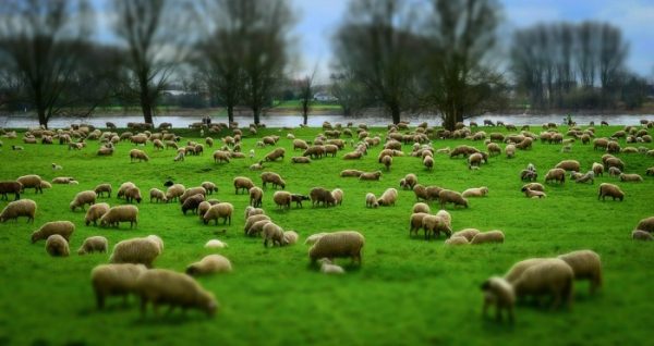 Sheep Grazing on Pasture.
