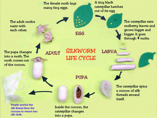 Silkworm Life cycle ( Pic Source Sue Kayton).