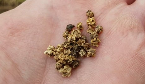 Beetroot Seeds.