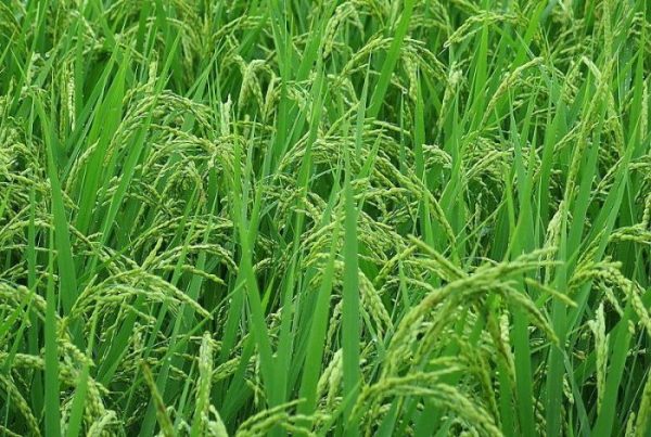 fibre crops in india