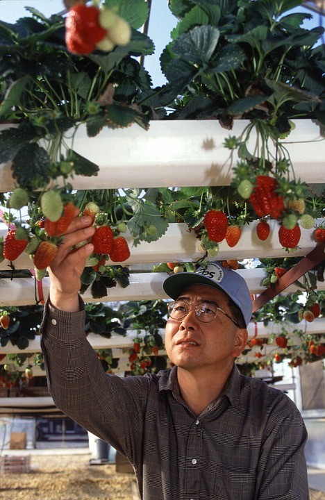 Harvesting and Yield of Hydroponic Strawberries.