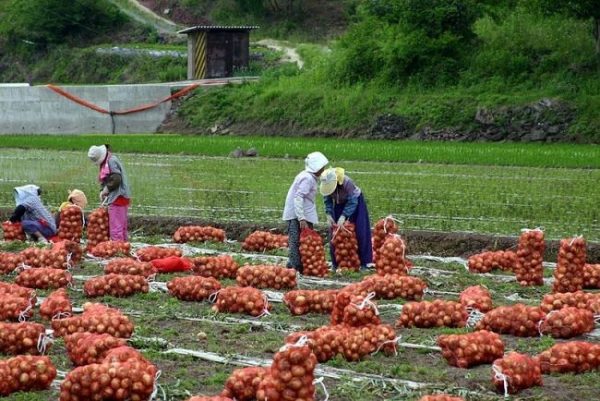 Harvesting of Organic Onion.