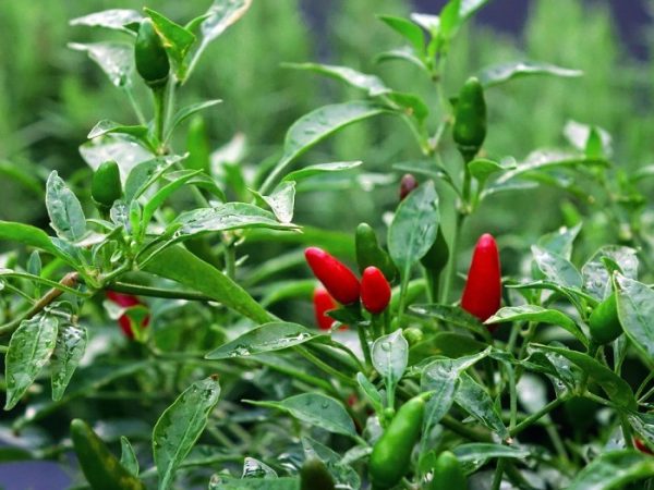 Nutrients in Chilli Growing.