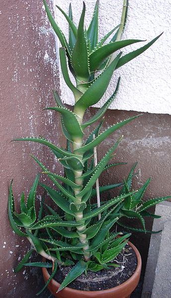 Aloe Vera Growing Indoors.