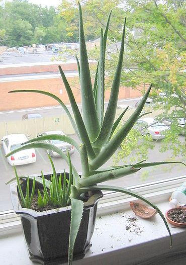 Aloe Vera Plant in Balcony Window..