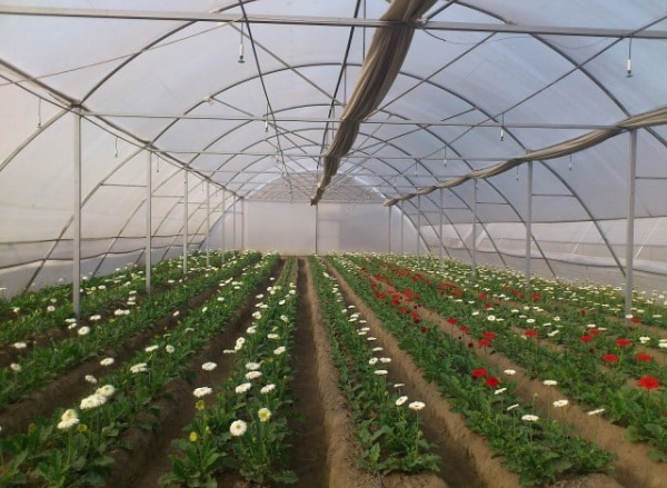 Gerbera Flower Cultivation in Polyhouse.