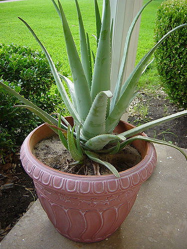 Growing Aloe Vera Plant In Pot,