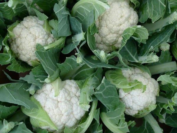 Growing Cauliflower In Containers.
