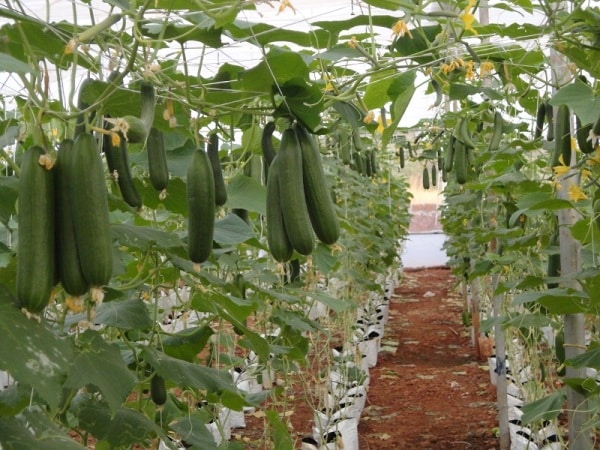 Growing Cucumbers in Polyhouse.