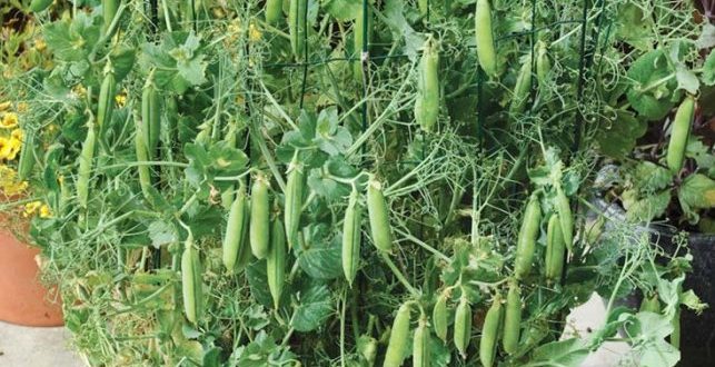 Growing Green Peas In Containers (Matar) Information ...