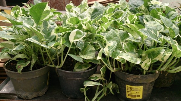 Growing Money Plant In Pots.