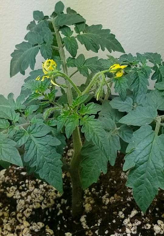 Growing Tomato Plant Indoors.