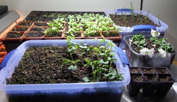 Humidity Requirement for Indoor Gardening.