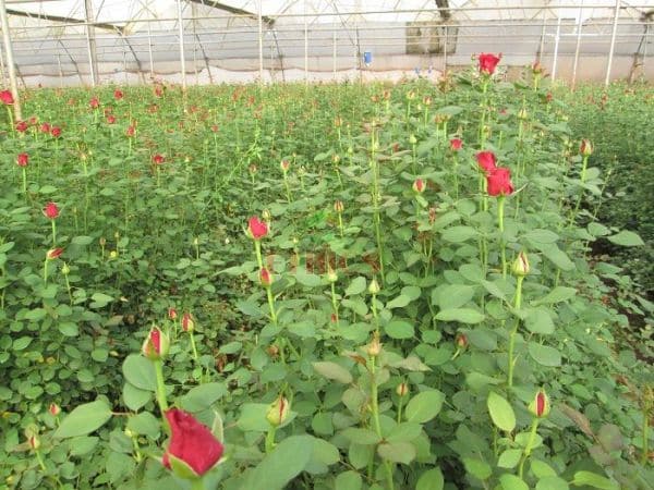 Rose Cultivation in Polyhouse.