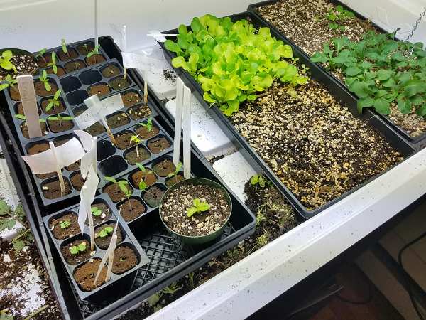 Starting an Indoor Gardening.
