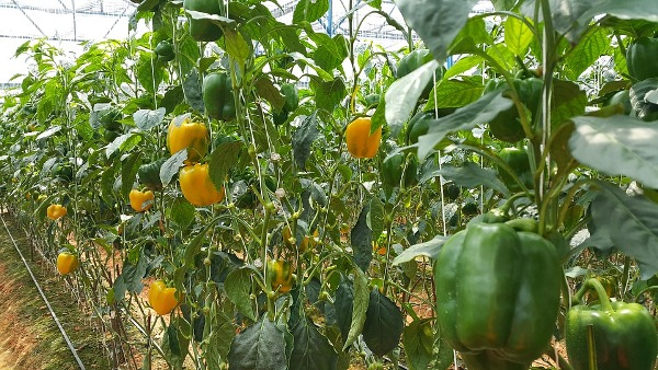 Tips For Growing Capsicum In Containers.