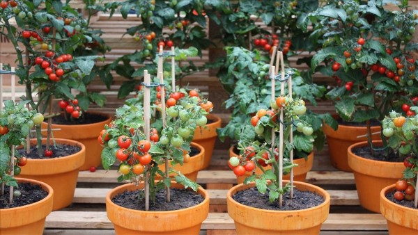 Tomato Growing In Pots.