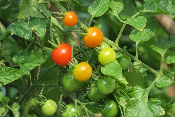 Tomato Harvest.