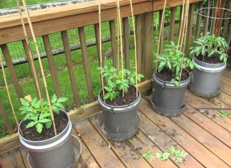Tomato Plant Training.