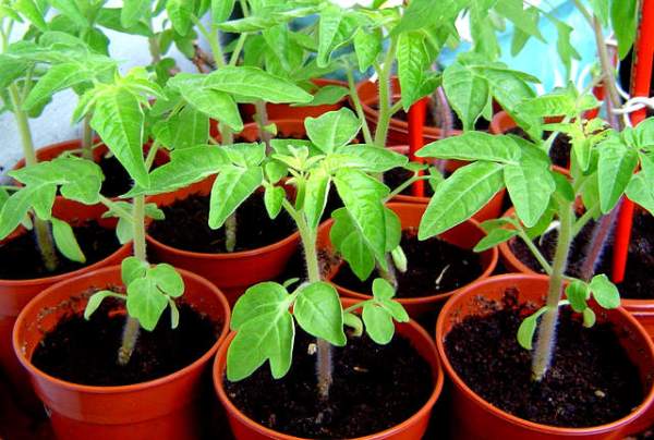 Tomato Seedlings in Pots.