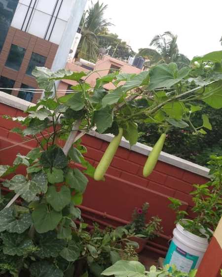 grönsaker växer på terrassen.