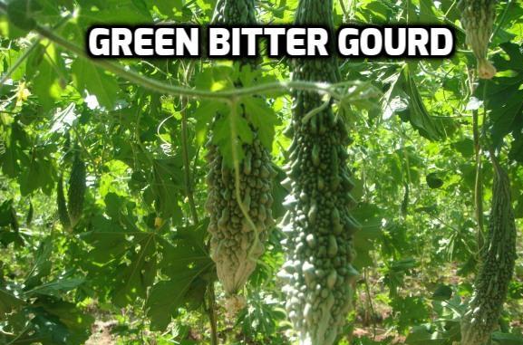 Green Bitter Gourd.