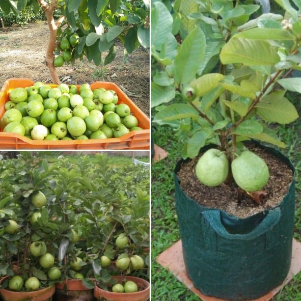 Growing Guava In Pots.