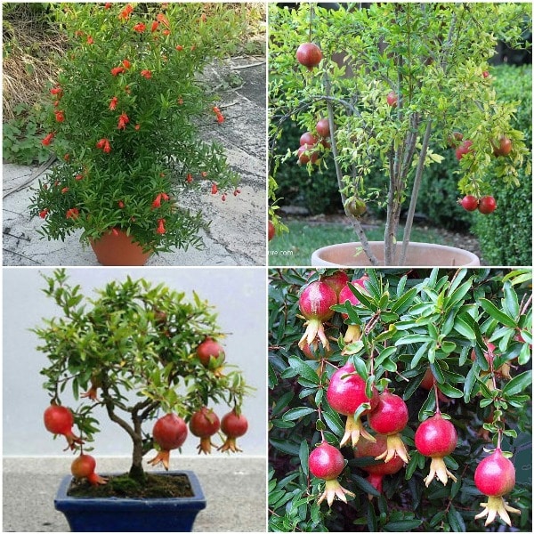 Growing Pomegranate in Containers.