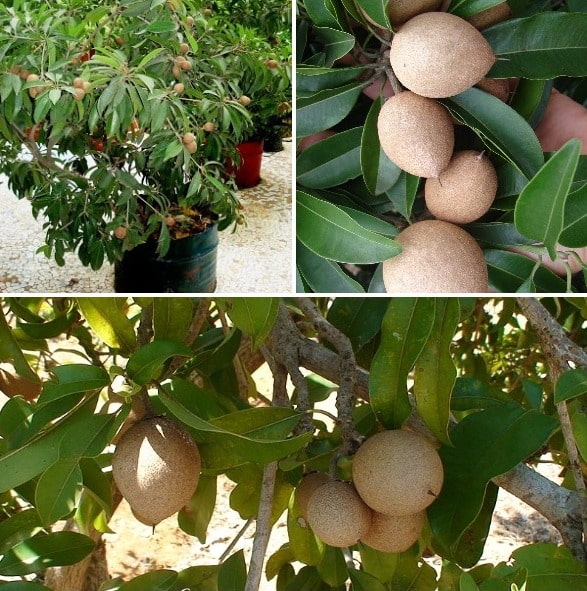 2 Plants 1 per pot ~ 12" Sapote Manilkara Zapota Sapodilla Nispero Fruit Tree 