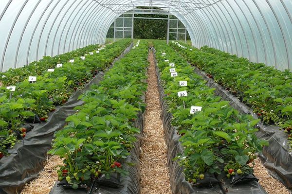 Growing Strawberries in Greenhouse.