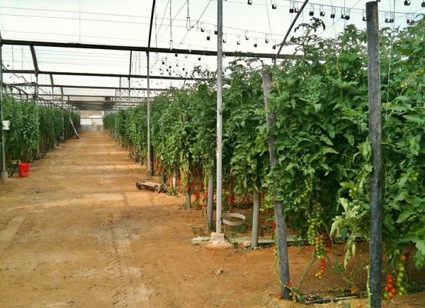 business plan for a commercial greenhouse