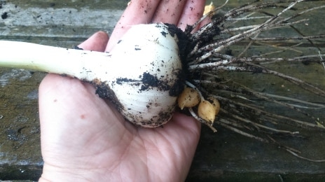 Harvested Garlic Bulb.