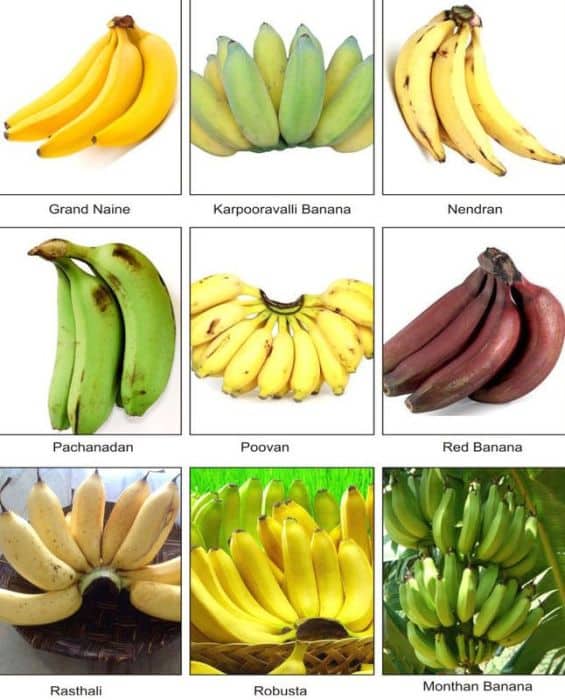 The 13 Different Types Of Bananas You Can Eat And Enjoy Home ...