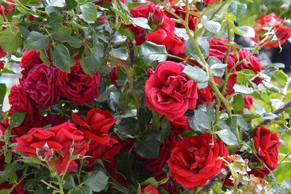 Winter Care for Rose Plants.